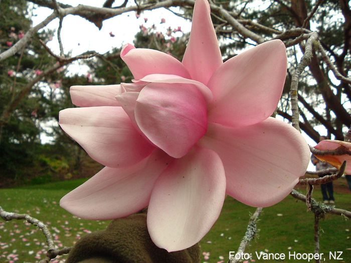 campbellii_vance_safe - MAGNOLII IN TOP DE LA A LA Z
