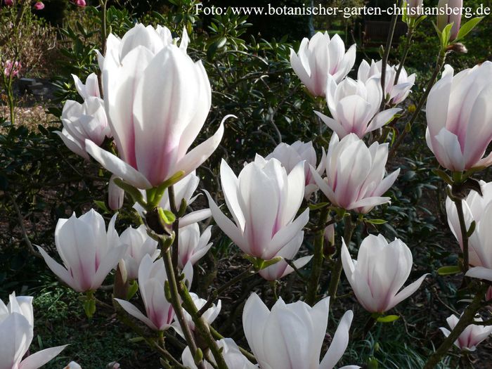 CANDY_CANE_bgc_aktuell_safe - MAGNOLII IN TOP DE LA A LA Z