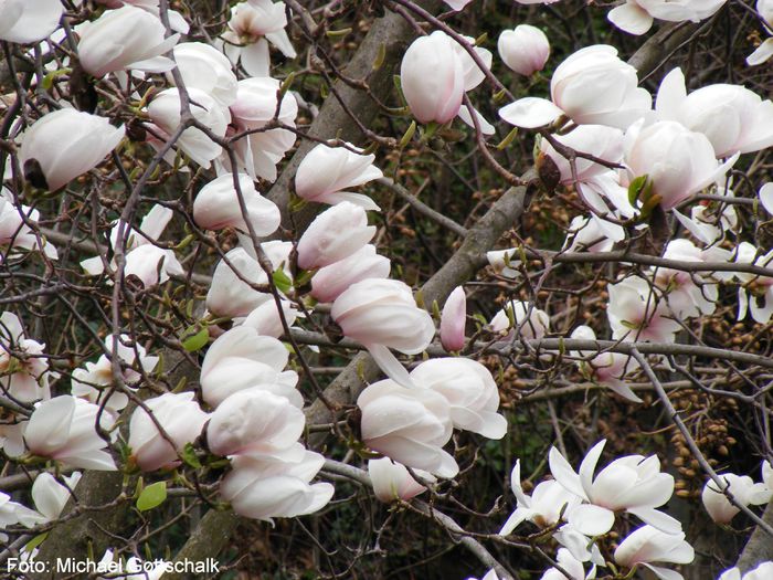 Carles_Raffill_x_denudata01.050409_safe - MAGNOLII IN TOP DE LA A LA Z