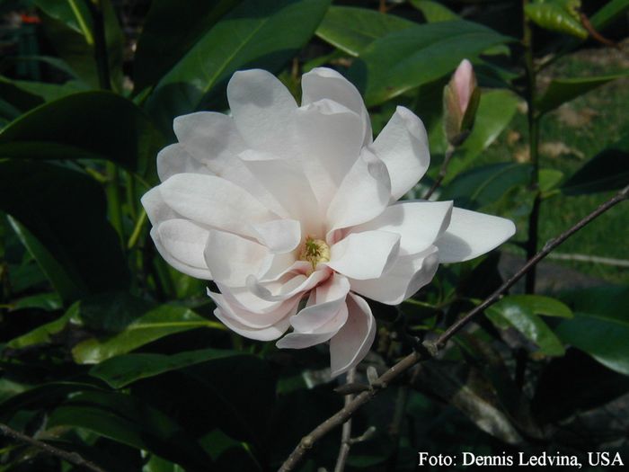 CHAMPAIGN_DENNIS_safe - MAGNOLII IN TOP DE LA A LA Z