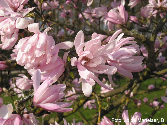 Chrysathemiflora_jo09_safe - MAGNOLII IN TOP DE LA A LA Z