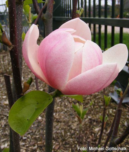 Columnar_Pink_01.160409_safe - MAGNOLII IN TOP DE LA A LA Z