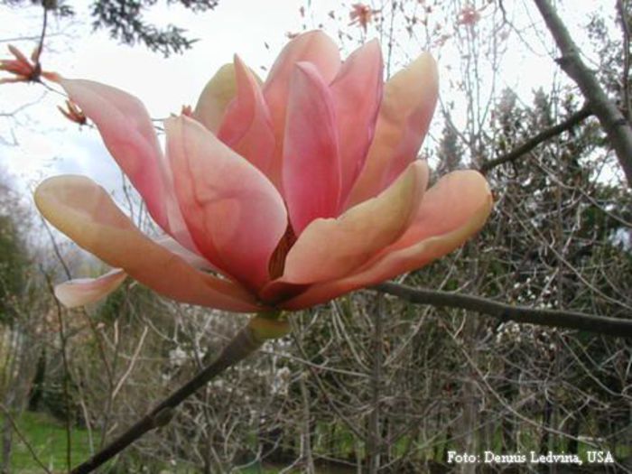 Coral_Reef_dennis_aktuell_safe - MAGNOLII IN TOP DE LA A LA Z
