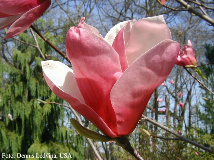 CRECENDO_DENNIS_safe - MAGNOLII IN TOP DE LA A LA Z