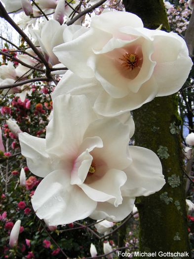 Crimson_stipple01.050409_safe - MAGNOLII IN TOP DE LA A LA Z