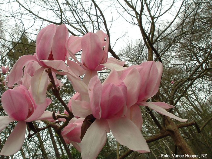 cyl.xdarjeeling_vance_neu_safe - MAGNOLII IN TOP DE LA A LA Z