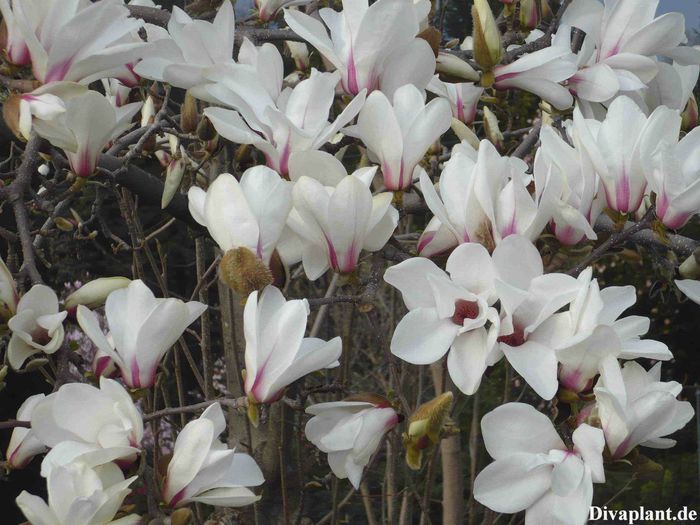 CYLINDRICA_85_08A-01_aktuell_safe - MAGNOLII IN TOP DE LA A LA Z