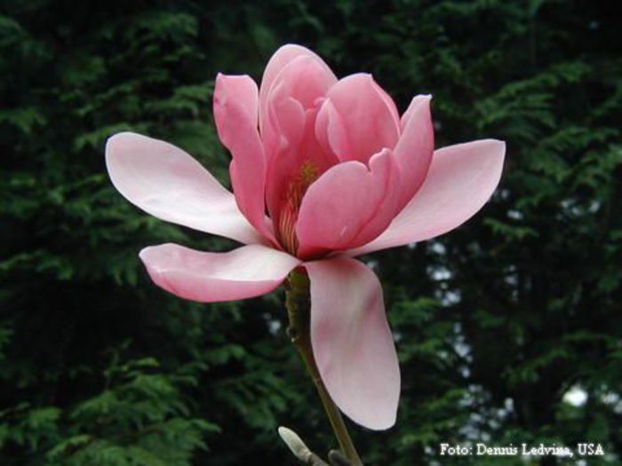 dark_diva_dennis_safe - MAGNOLII IN TOP DE LA A LA Z