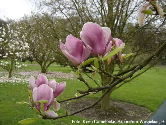 darrel_dean_dvd_koen_safe - MAGNOLII IN TOP DE LA A LA Z