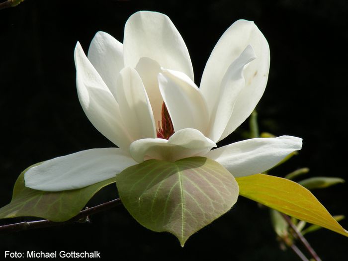 David_Clulow_02.260409_safe - MAGNOLII IN TOP DE LA A LA Z