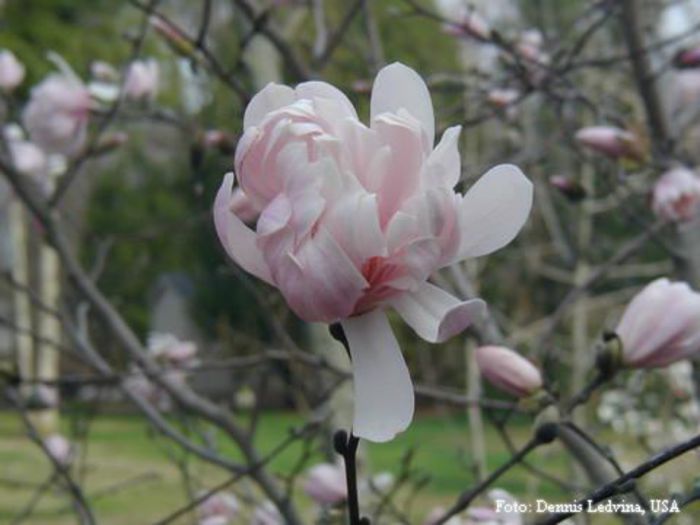 Dawn_dennis_safe - MAGNOLII IN TOP DE LA A LA Z