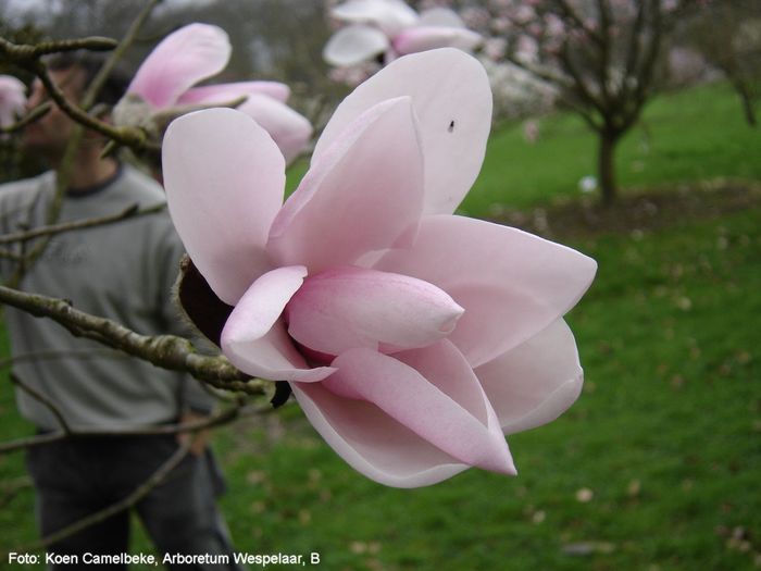 daws.Strybing_koen_neu_safe - MAGNOLII IN TOP DE LA A LA Z