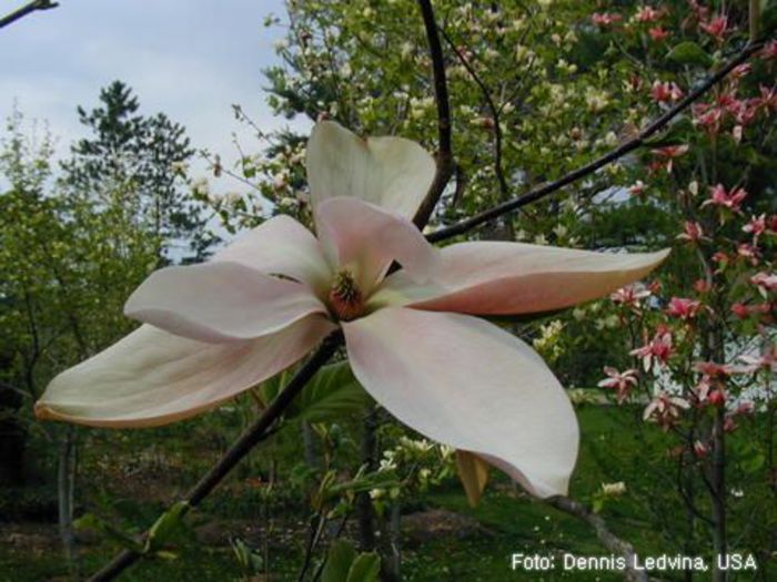 daybreak_x_gorgeous_dennis_SAFE - MAGNOLII IN TOP DE LA A LA Z