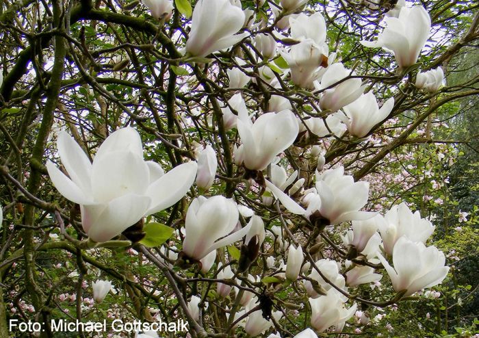 Delicatissima_04.160409_safe - MAGNOLII IN TOP DE LA A LA Z
