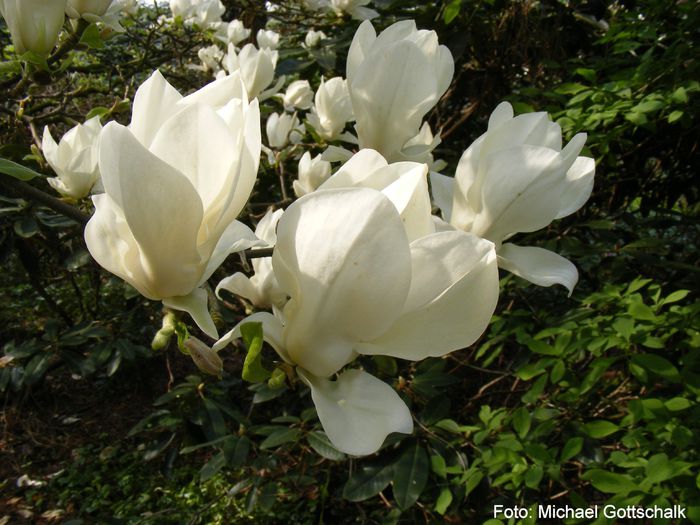 denudata_03-160409_safe - MAGNOLII IN TOP DE LA A LA Z