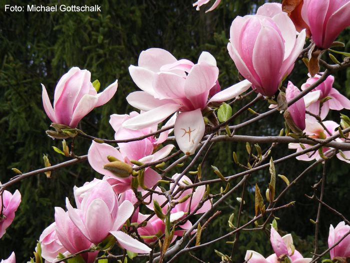 denudata_Caerhays02.050409_safe - MAGNOLII IN TOP DE LA A LA Z