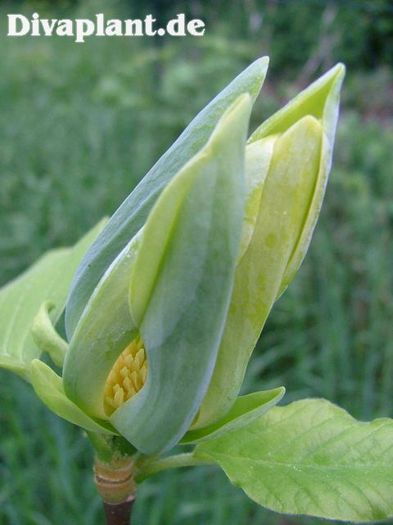 fertile_myrtle_safe