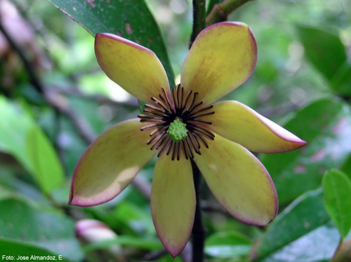 figo_jose_safe - MAGNOLII IN TOP DE LA A LA Z
