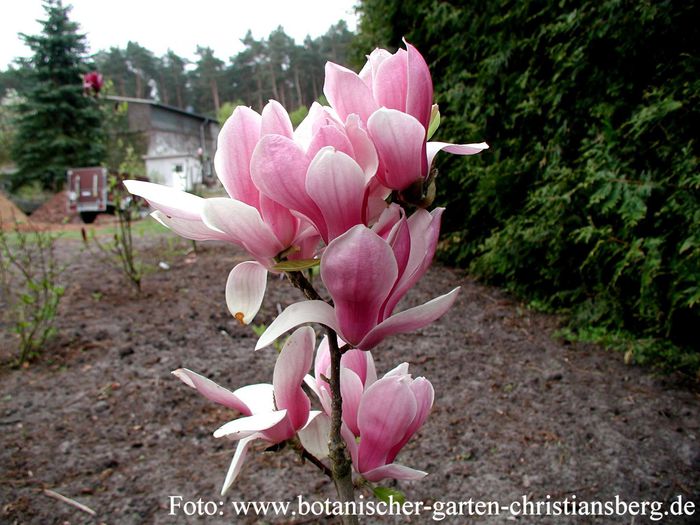 FRAGRANT_CLOUD_1_bgc_aktuell_safe