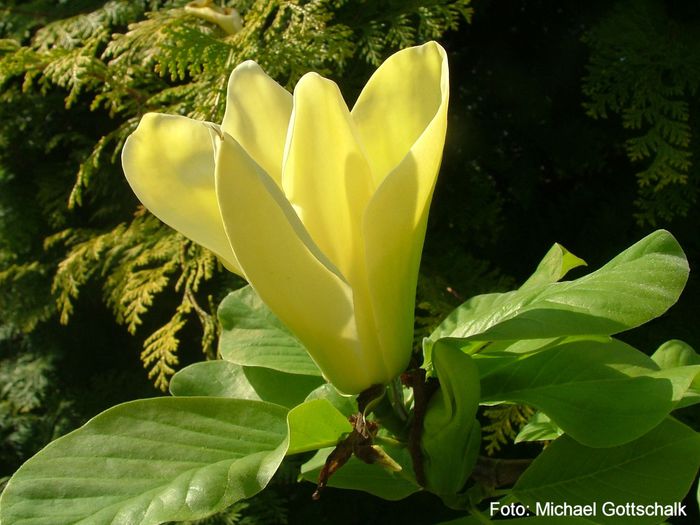 Golden_Endeaavour_gross_safe