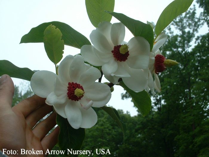 HAROLD_EPSTEIN_FLWR_BROKEN_ARROW_NURSERY_safe - MAGNOLII IN TOP DE LA A LA Z