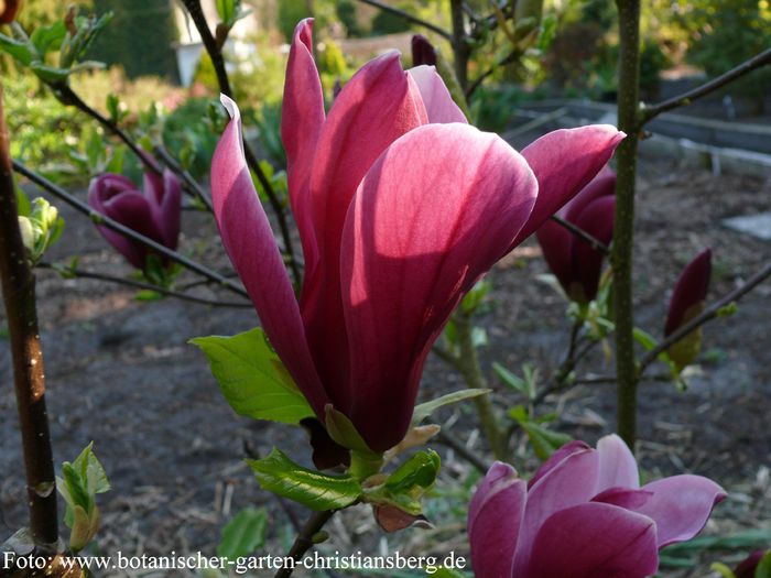 Holland_Red_bgc_neu1108_SAFE - MAGNOLII IN TOP DE LA A LA Z