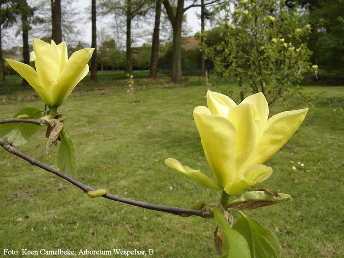 honey_flower_koen_safe