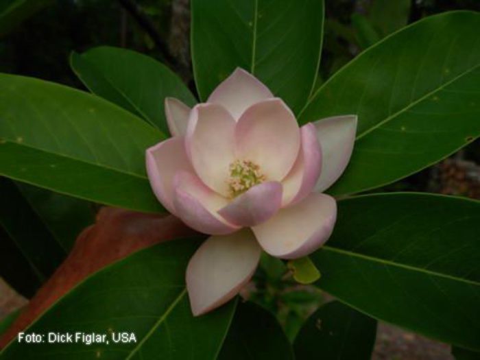 insignis_x_virginiana_Dick_Figlar_SAFE