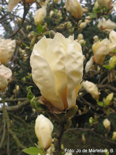 Ivory_Chalice_jo09_safe