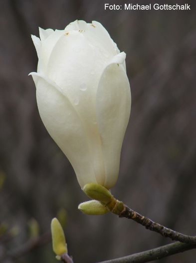 Japanese_Clone03.050409_safe