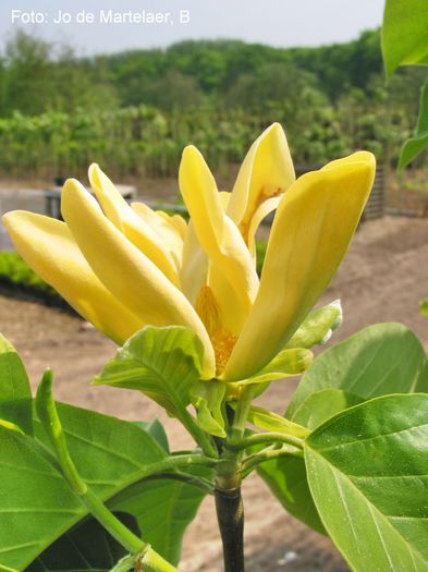 Large_Yellow_Jo_2009_safe