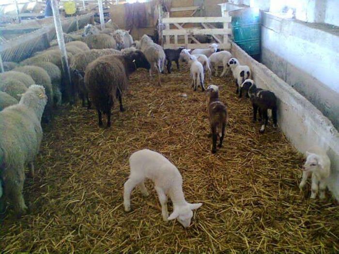 1483177_1396268380685308_560779445734399482_n