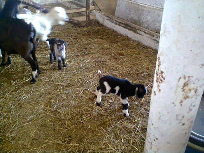 10993428_1396257827353030_2168572255087341379_n