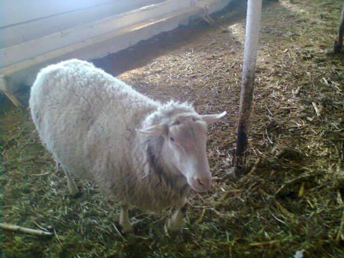 10993493_1396333614012118_9120818525674249246_n