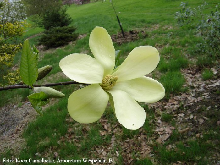 Lemon_Star_koen_safe