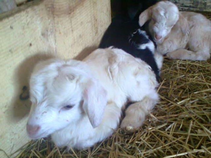 10995855_1396269590685187_3260786114154410224_n