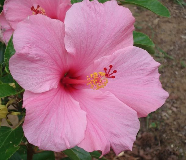 lilly