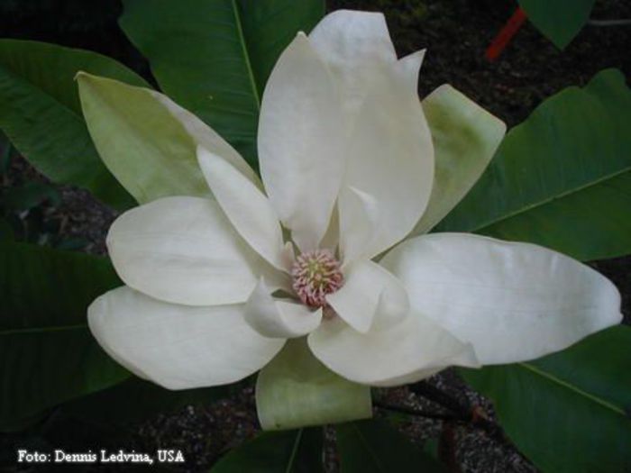 macrophylla_x_tripetala_dennis_safe