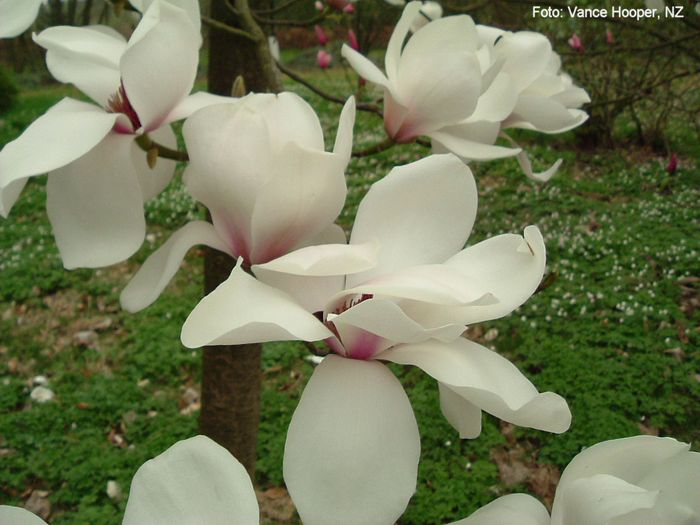Marjorie.gossler_vance_neu_safe