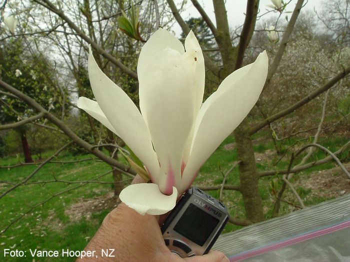 pegasus_x_elongata_vance_nov08_SAFE - MAGNOLII IN TOP DE LA A LA Z