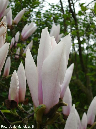 Peppermint_Stick_jo09_safe - MAGNOLII IN TOP DE LA A LA Z