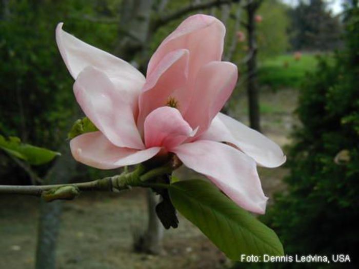 Pink_Royalty_dennis_SAFE