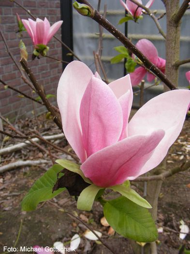 Pink_Surprise_01.160409_safe