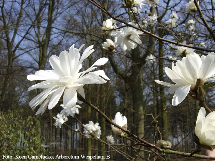 powder_puff_koen_safe