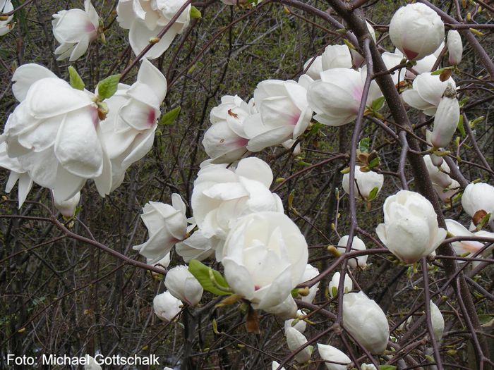 Purple_Eye03.050409_safe - MAGNOLII IN TOP DE LA A LA Z