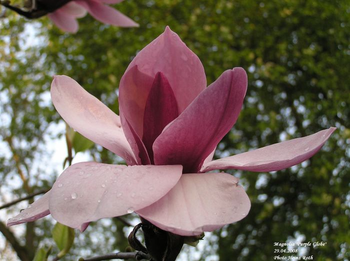 purple_globe_heinz_neu_safe - MAGNOLII IN TOP DE LA A LA Z