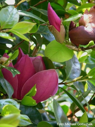 Purple_Prince_gross_safe - MAGNOLII IN TOP DE LA A LA Z