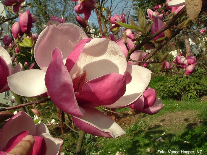 rom.pink_vance_neu_safe