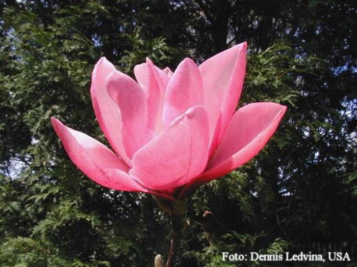 ROSEMARIE24_DENNIS_safe