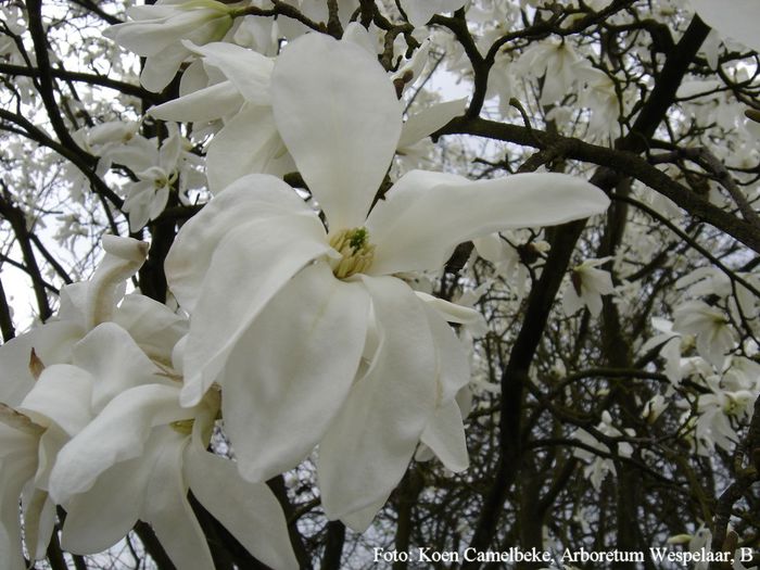 salicifolia_hilliers_narrow_koen_safe